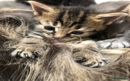 Mixed Breed cats for sale: Cute Tabby Baby Girl 🐈 - Image 8