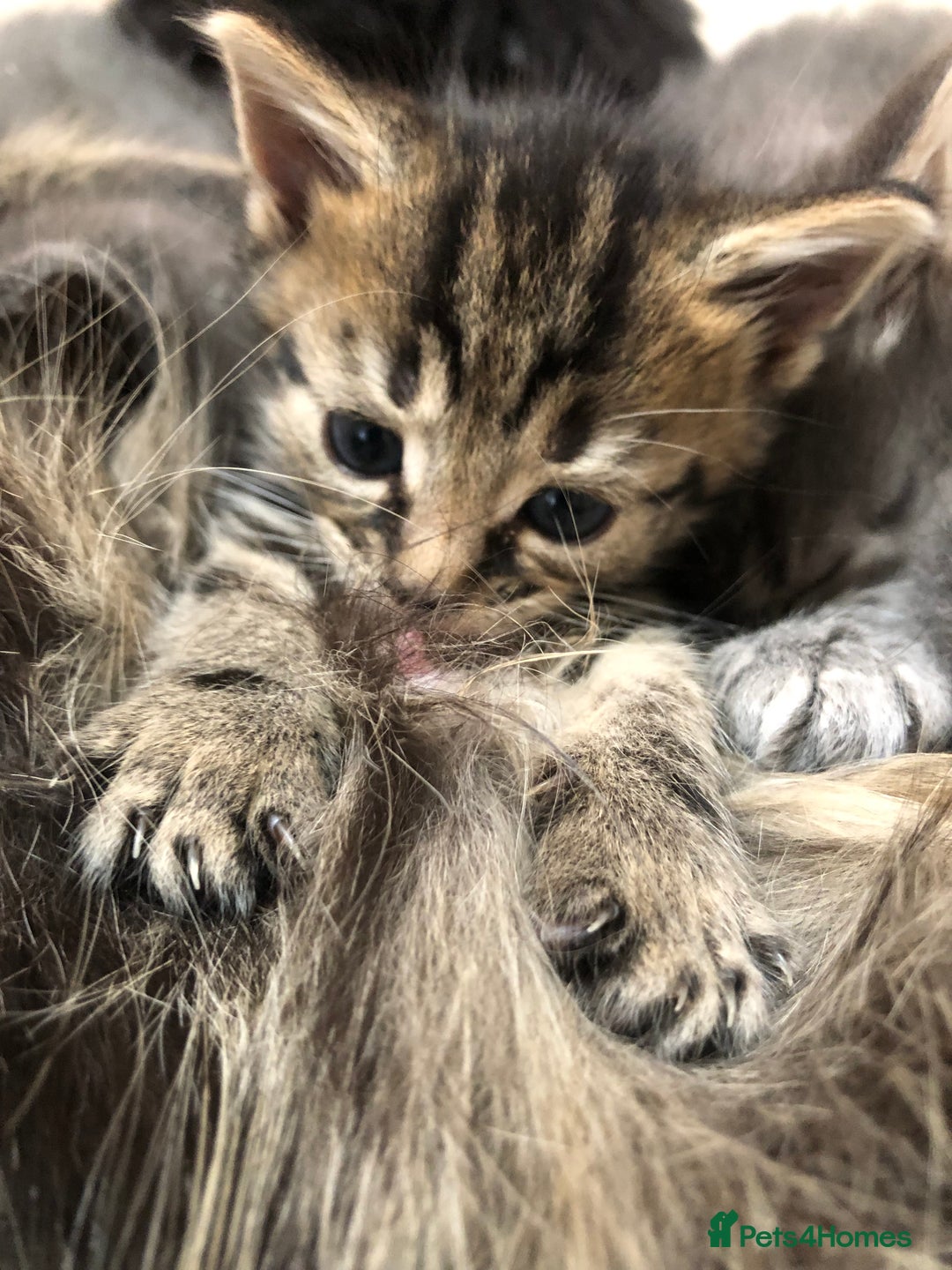 Mixed Breed cats for sale: Cute Tabby Baby Girl 🐈 - Image 8