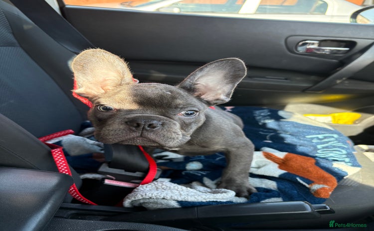 French Bulldog dogs in Basildon - Advert 16