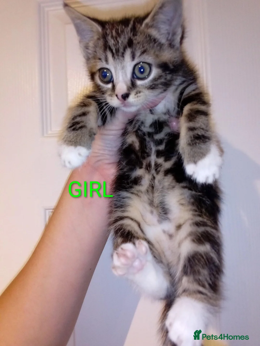 Mixed Breed cats for sale: Bengal x British shorthair kittens  - Advert 2
