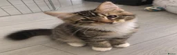 Siberian cats for sale: Gorgeous Siberian kitten waiting for you🌞. - Advert 2