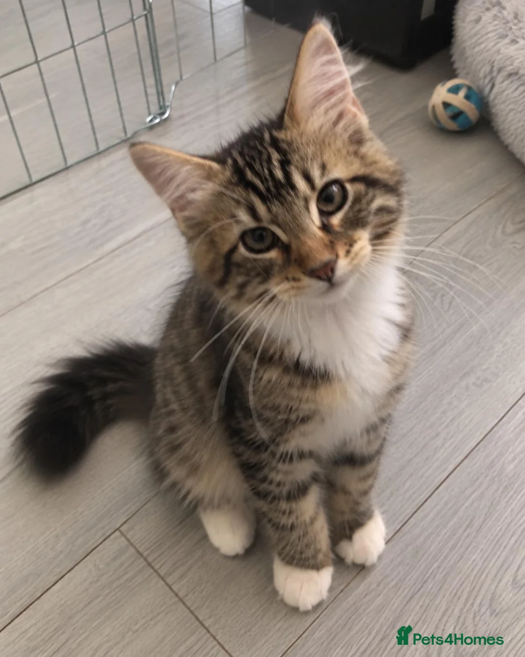 Siberian cats for sale: Gorgeous Siberian kitten waiting for you🌞. - Advert 2
