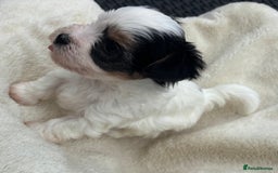 Biewer Terrier dogs for sale: Beautiful biewer terrier puppies 🩷 - Image 13