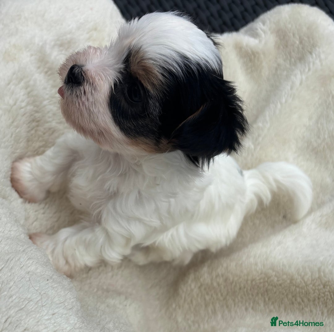 Biewer Terrier dogs for sale: Beautiful biewer terrier puppies 🩷 - Image 13