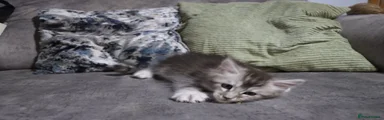 Silver ticked tabby boy
