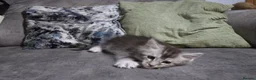 Maine Coon cats for sale: beautiful Maine coon kittens (2 poly) - Advert 8
