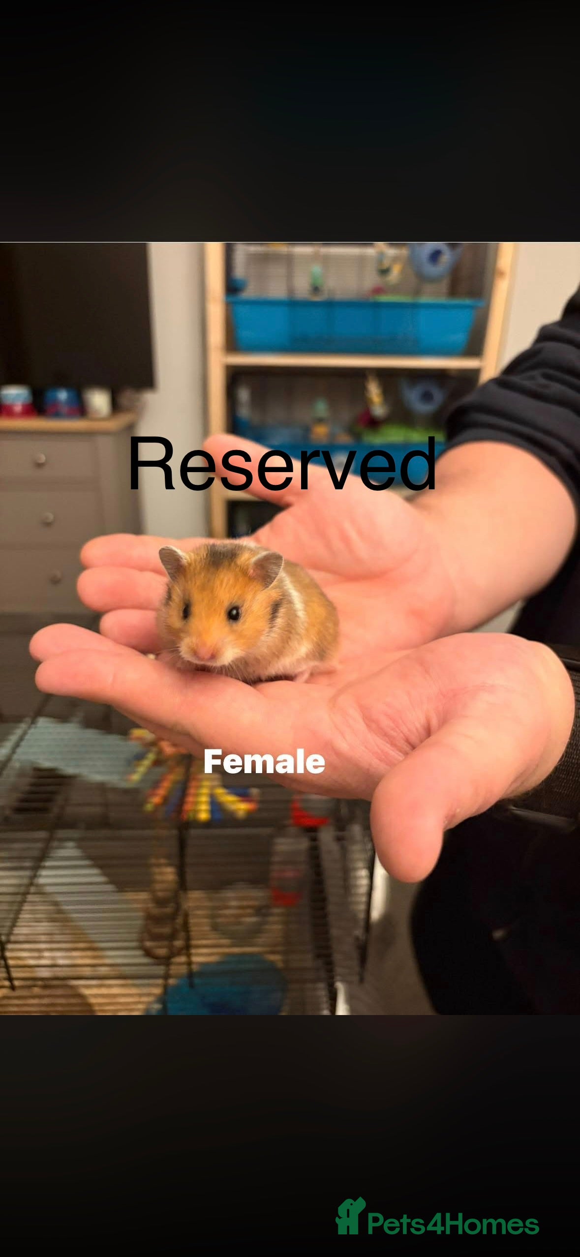 Hamster rodents Syrian Hamsters - Advert 1