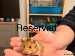 Hamster rodents Syrian Hamsters - Advert 1