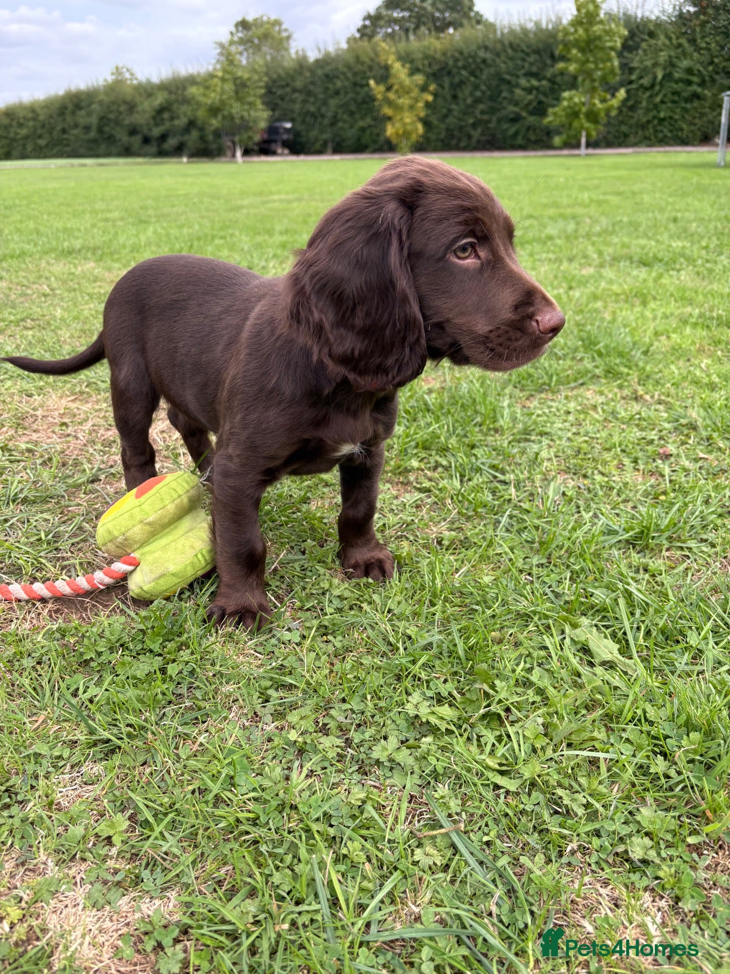 Sprocker dogs Fully DNA Health Tested F1 Sprocker Puppies - Advert 2