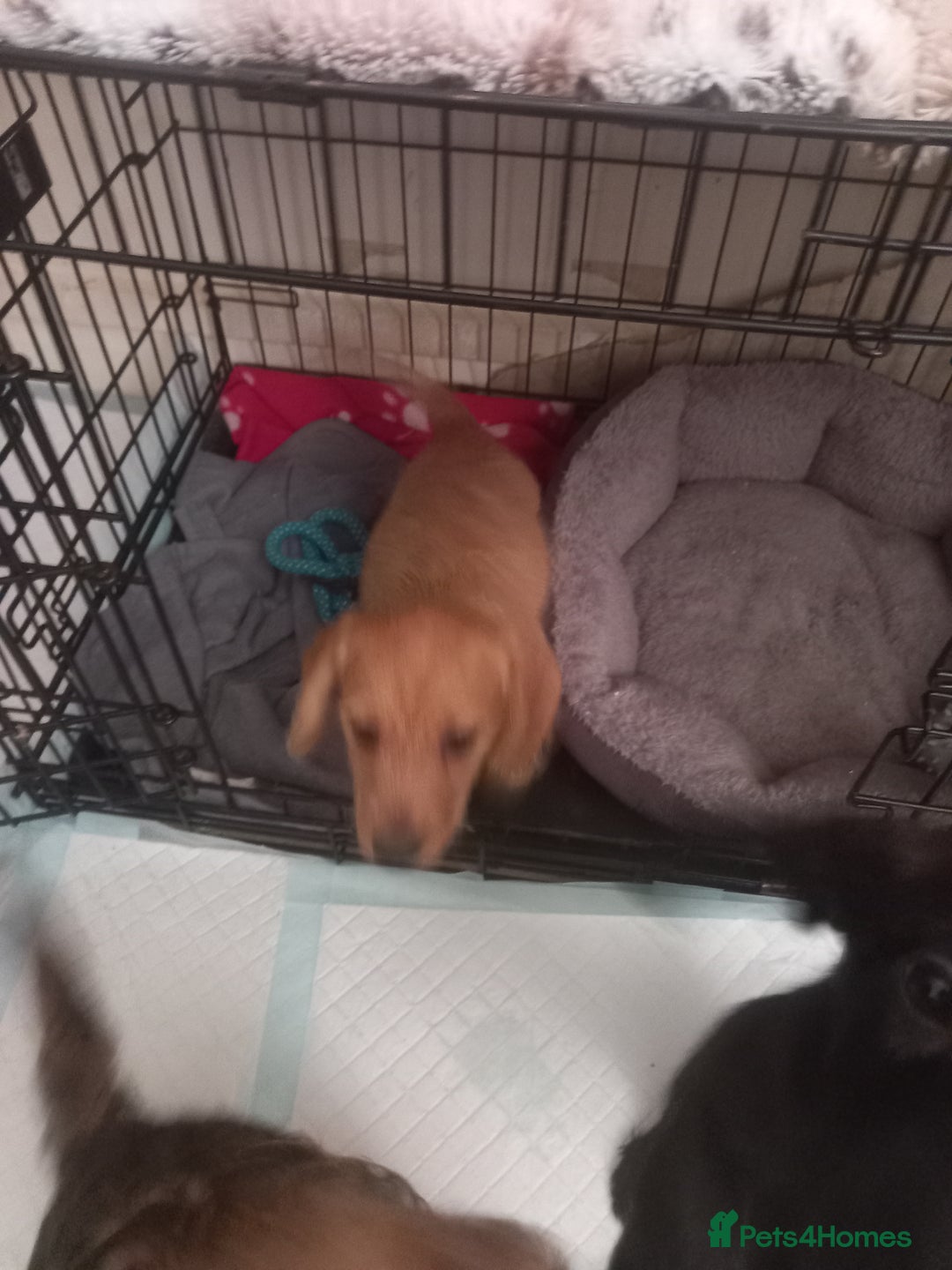 Doxiepoo dogs for sale: Doxipoo  - Advert 15