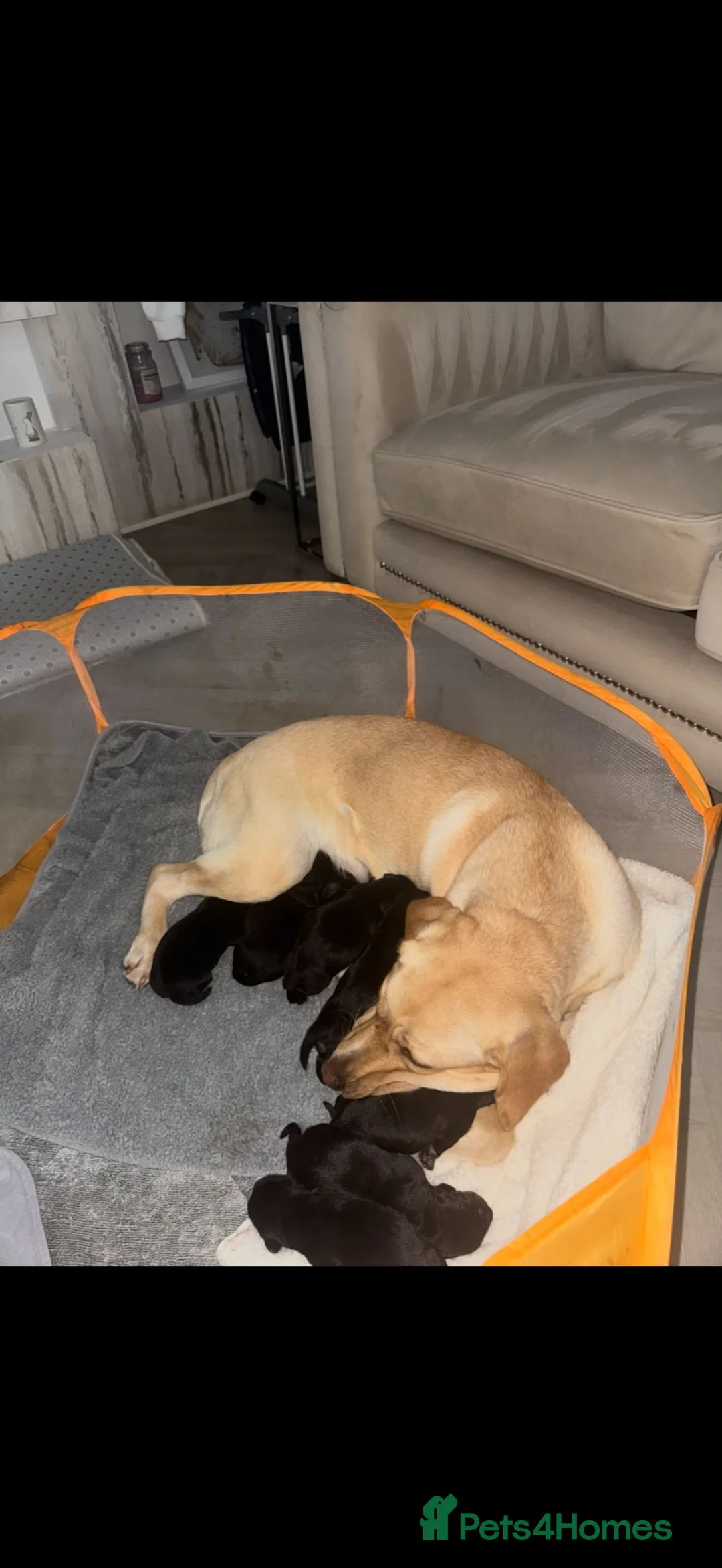 Mixed Breed dogs for sale: 🐾 Labrador x Dachshund puppies 🐾  - Advert 2