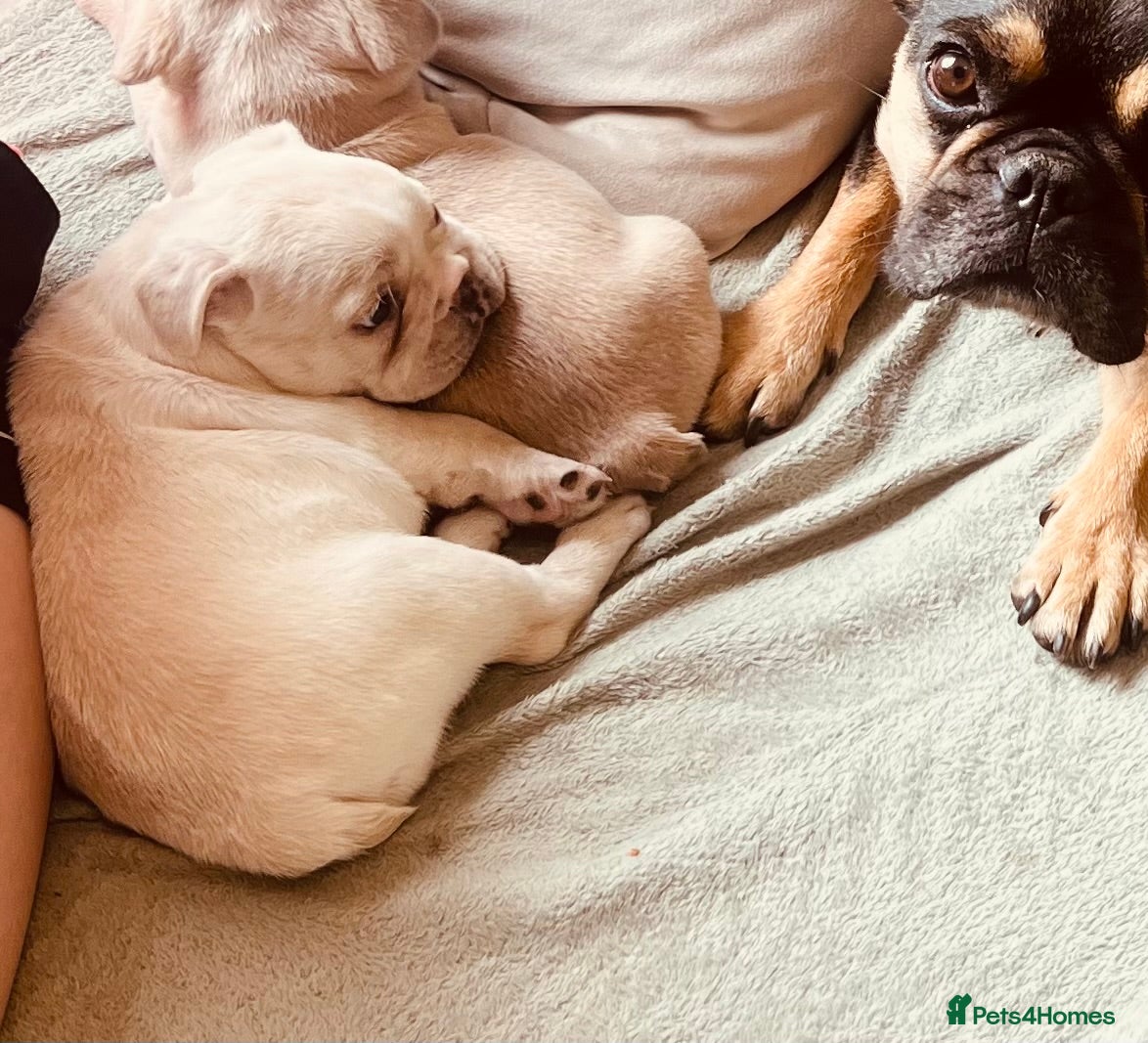 French Bulldog dogs French bulldog puppy’s  - Advert 14
