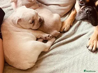 French Bulldog dogs French bulldog puppy’s - Advert 14