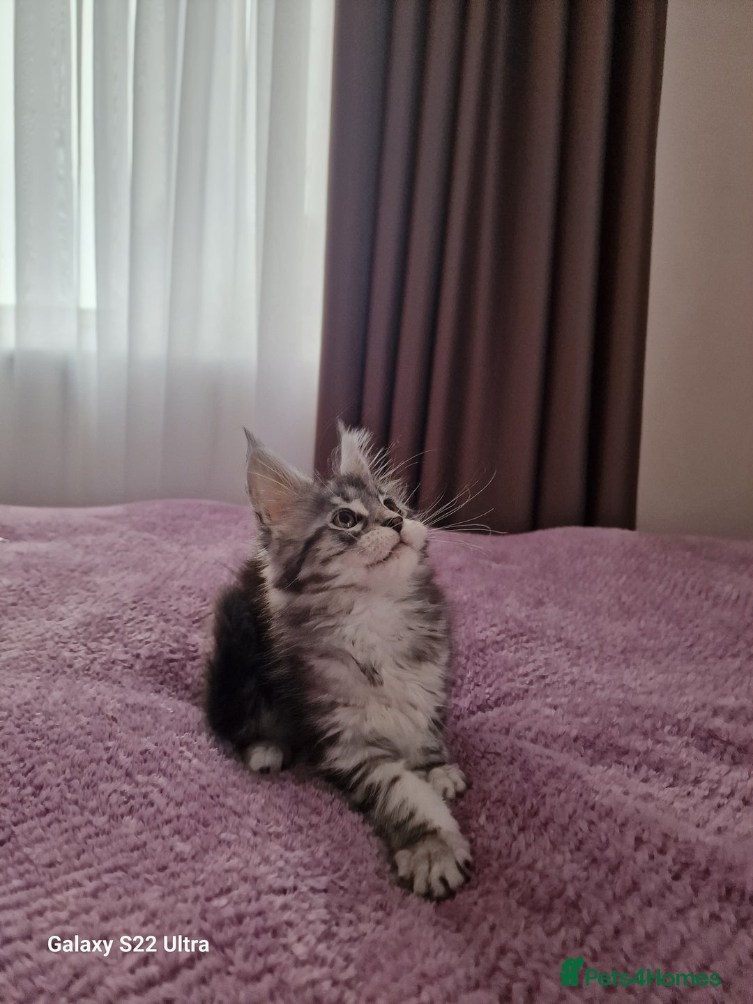 Maine Coon cats for sale: Pure Maine coon - Advert 28