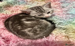 British Shorthair cats for sale: Beautiful British Shorthair Cross Kittens - Image 6
