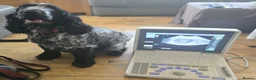 Cocker Spaniel dogs for sale: 1 gorgeous show cocker male puppies available 😁 - Advert 9