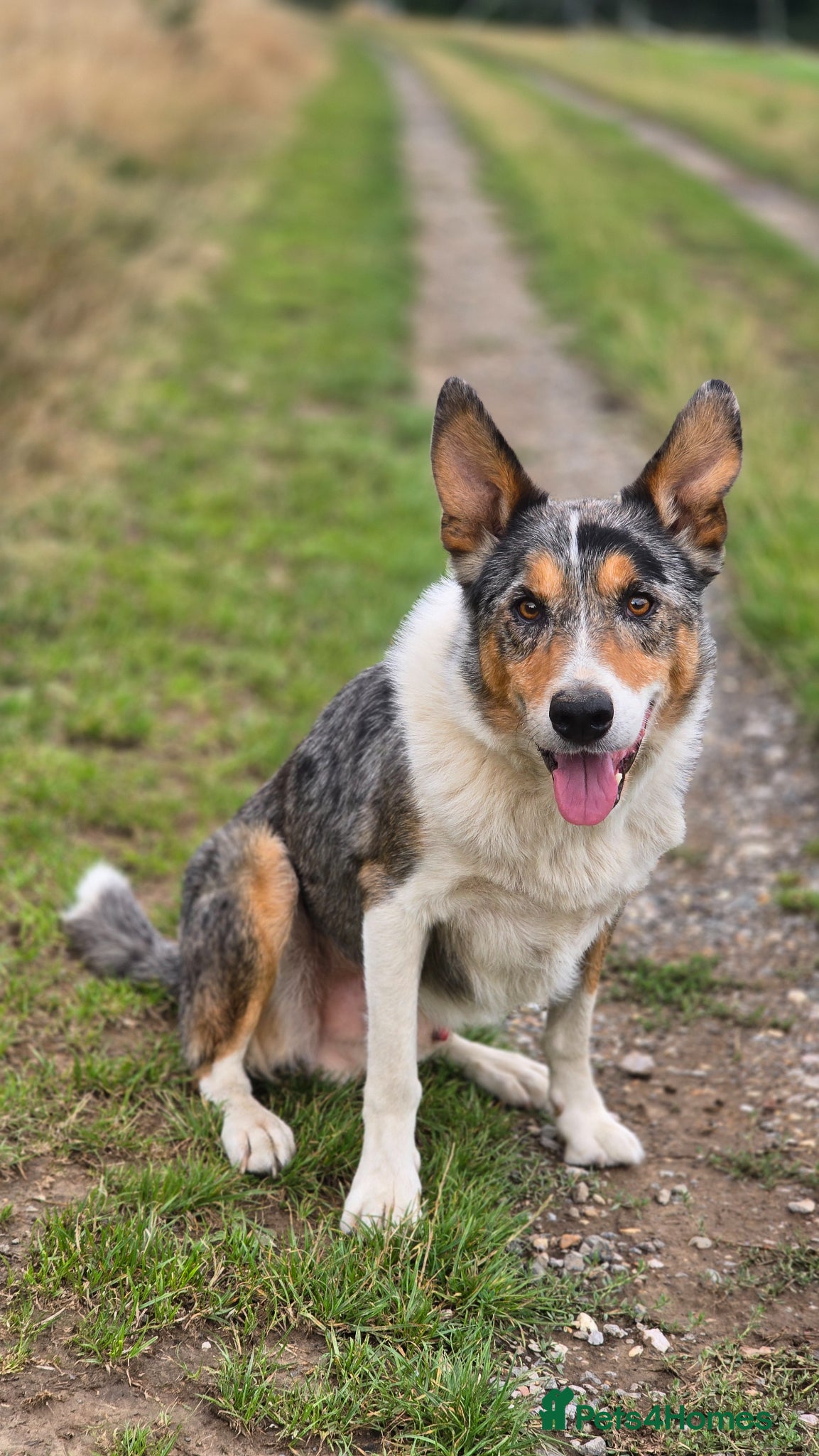 Border Collie dogs Blue Merle tricolor border collie at stud - Advert 1