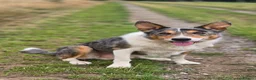 Border Collie dogs for stud: Blue Merle tricolor border collie at stud - Advert 1