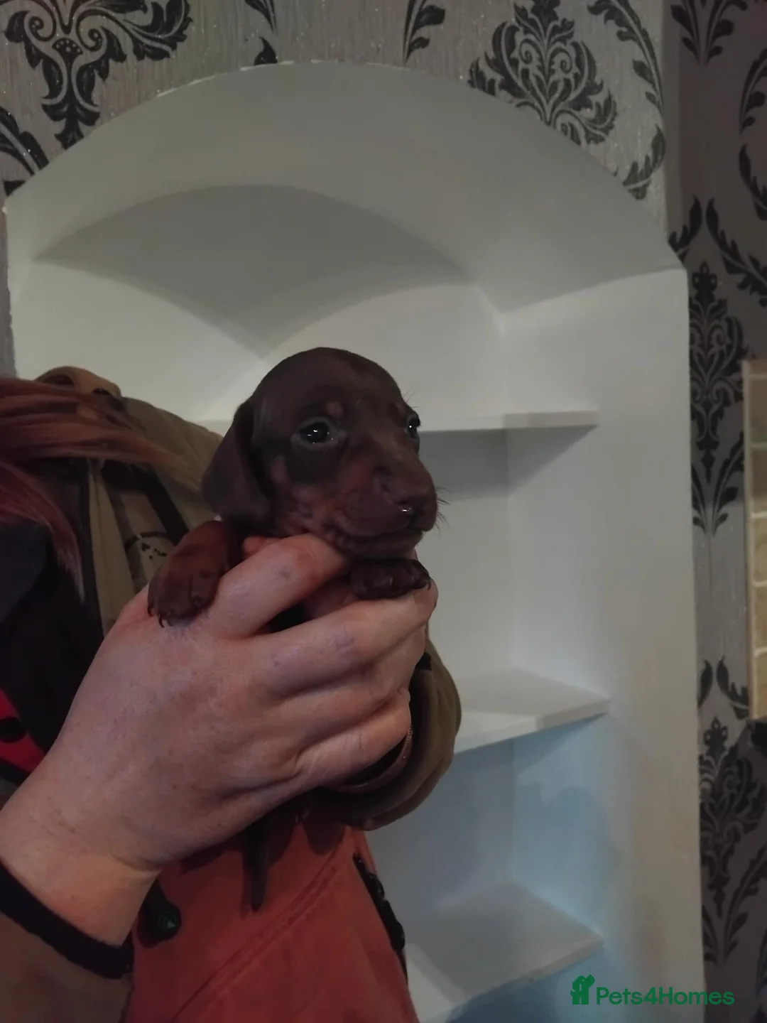 Miniature Dachshund dogs for sale: Kc reg miniature dashchund puppies  - Advert 15