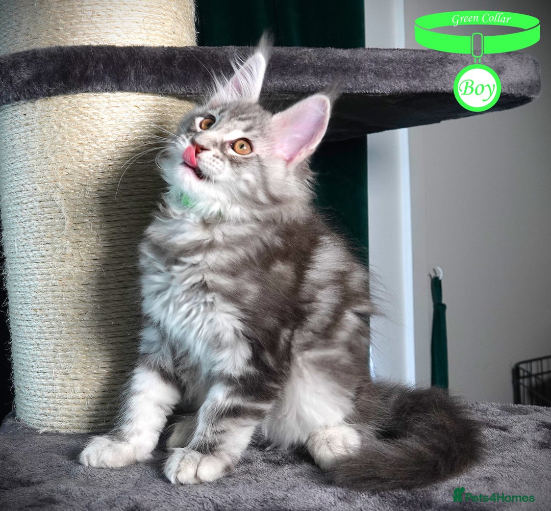 Maine Coon cats for sale: STUNNING XL PEDIGREE MAINE COON KITTENS - Image 10