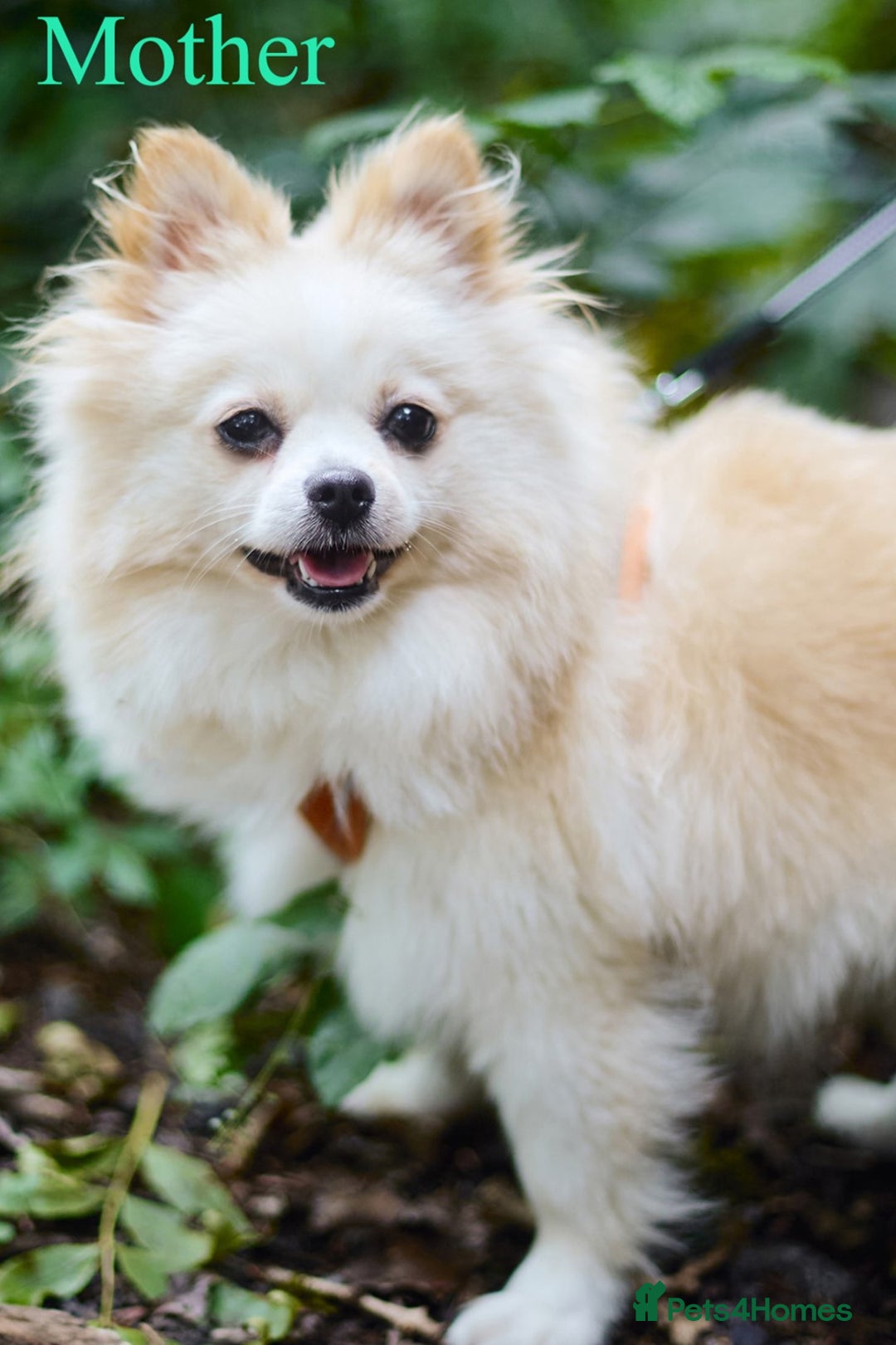 Pomeranian dogs for sale: Beautiful white teddy bear pomeranian puppies - Image 9