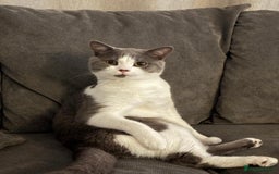 British Shorthair cats for sale: Leo t - Image 1