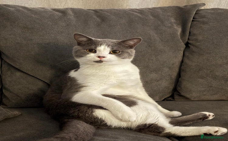 British Shorthair cats for sale - Advert 2