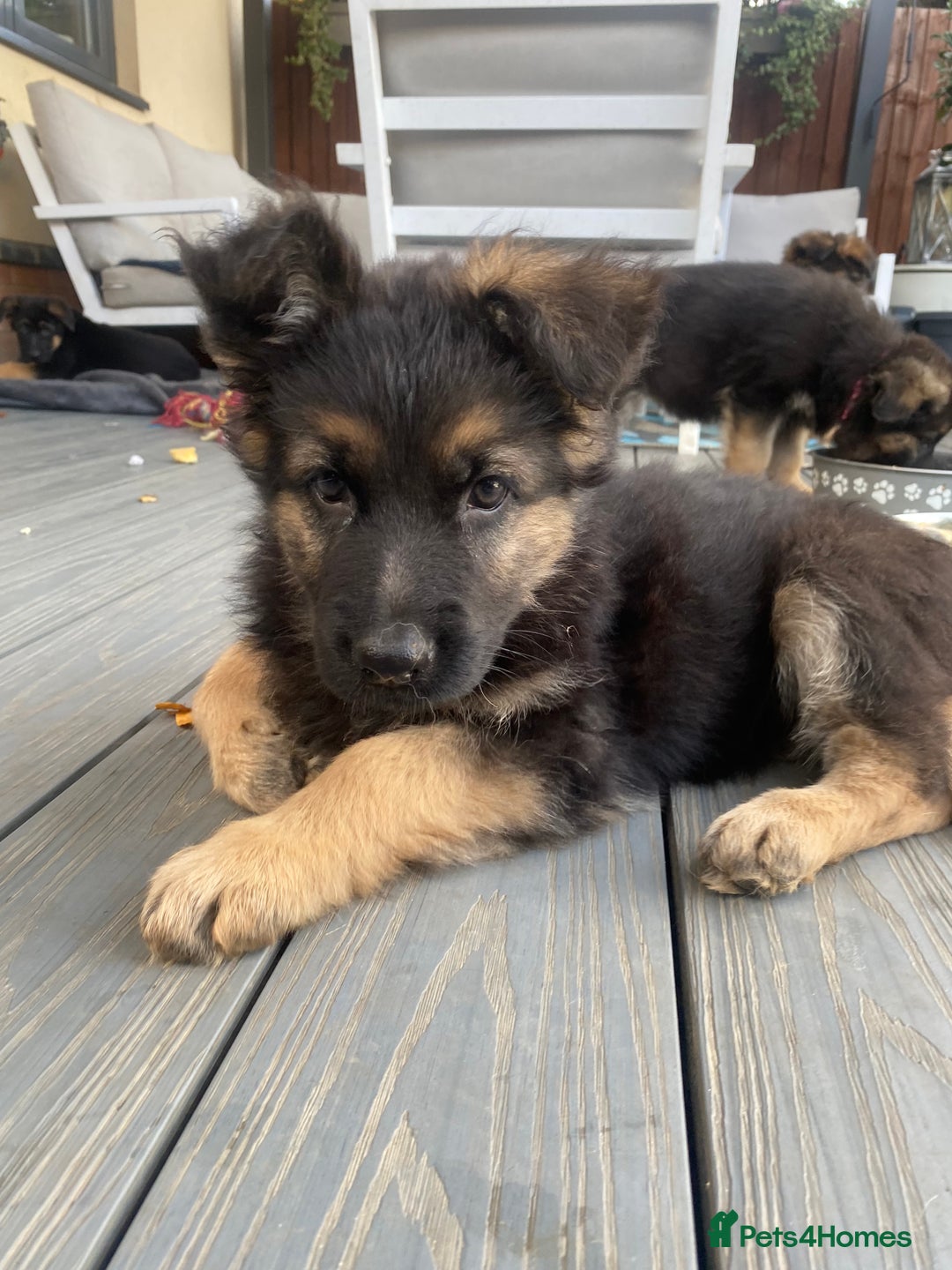 German Shepherd dogs for sale: KC Reg. Amazing Beautiful Girls Awaiting A Home ❤️ - Image 10