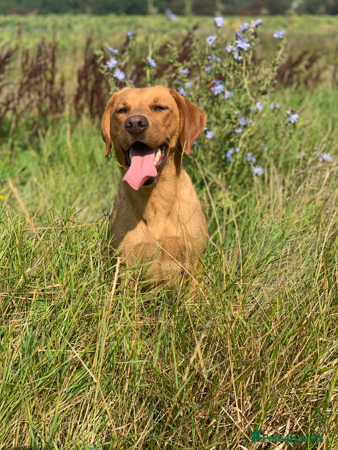 Mixed Breed poultry for sale: 🐶 KC Registered Fox Red Labrador Puppies 🐶 - Advert 10