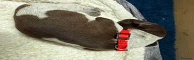German Shorthaired Pointer 4 - red collar 