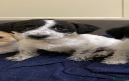 Jackapoo dogs for sale: @@GORGEOUS JACKAPOO PUPPIES@@ - Advert 3