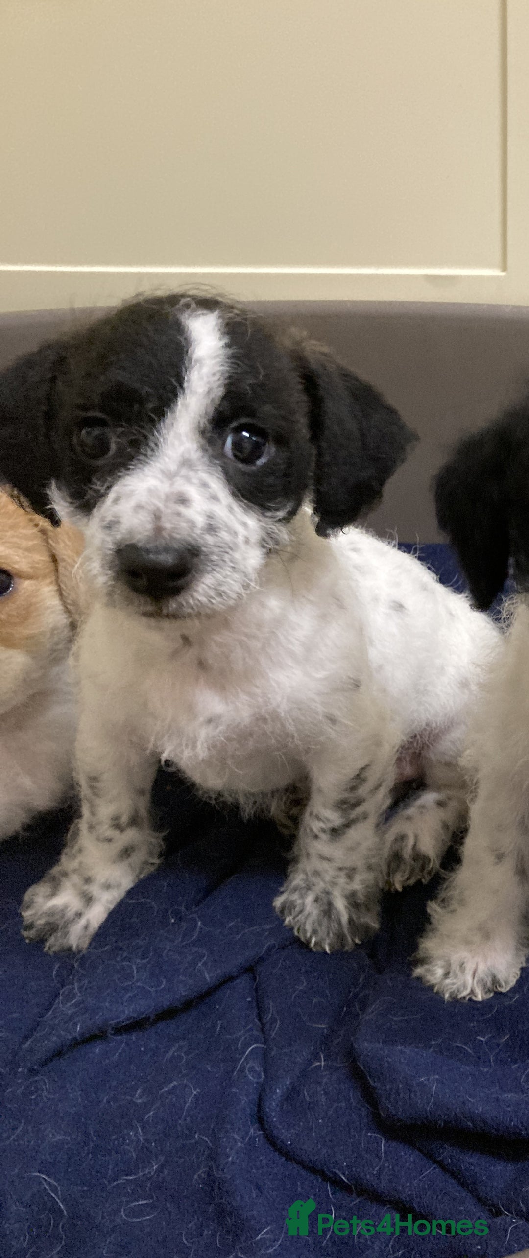 Jackapoo dogs for sale: @@GORGEOUS JACKAPOO PUPPIES@@ - Advert 3