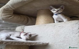 Singapura cats for sale: Stunning Singapura kittens  - Image 37