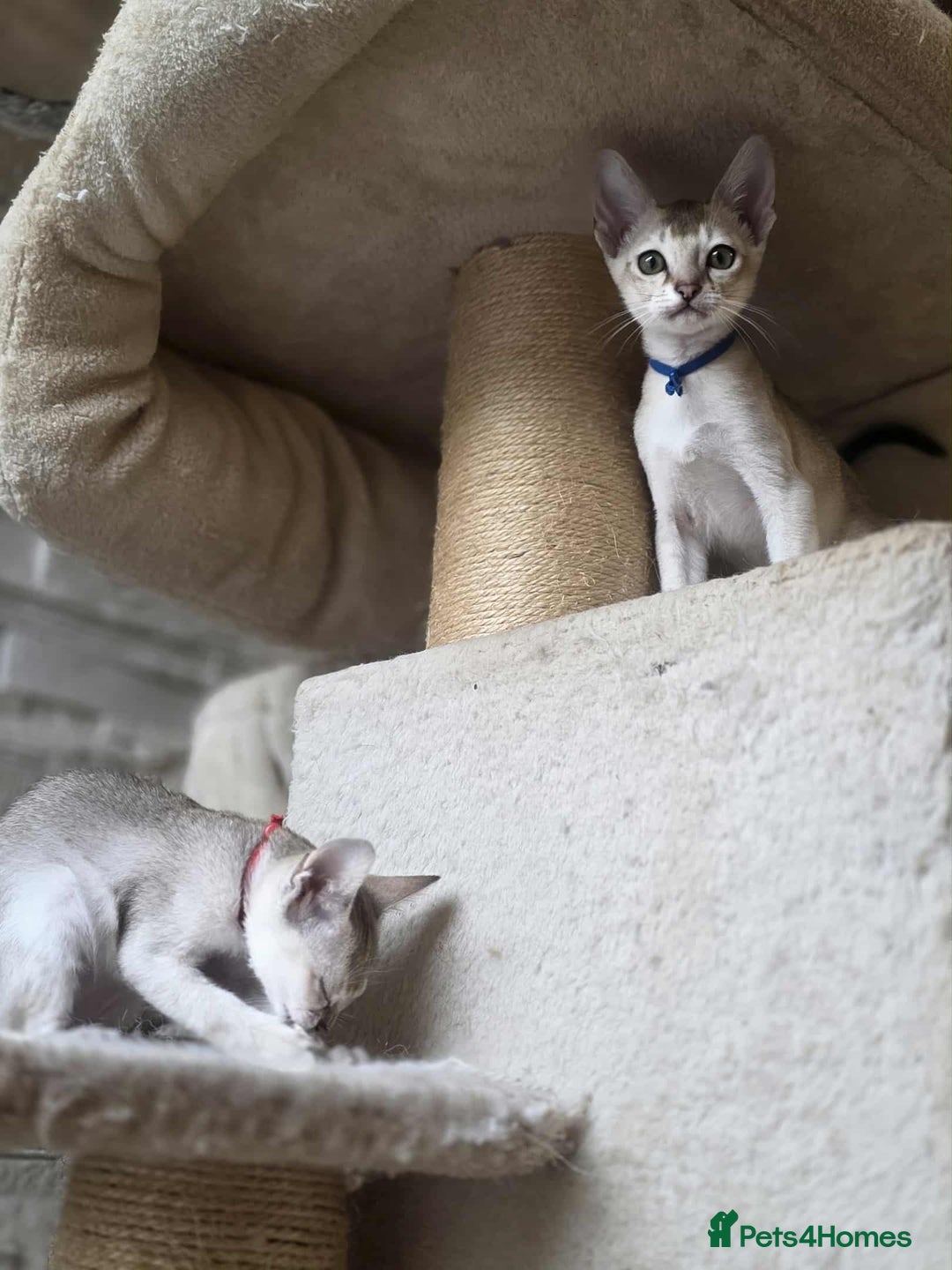 Singapura cats for sale: Stunning Singapura kittens  - Image 37