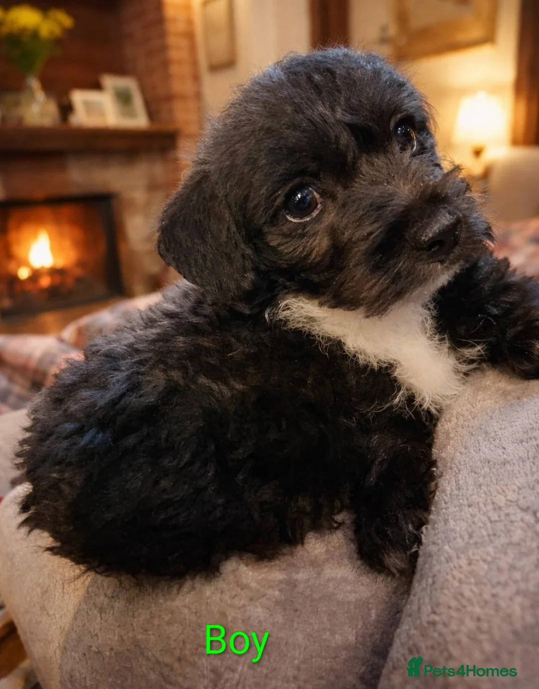 Chipoo dogs for sale: Poodle x chihuahua  - Advert 1