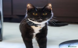 Domestic Shorthair cats for sale: Gentle Boy Cat Seeking Forever Family - Image 6