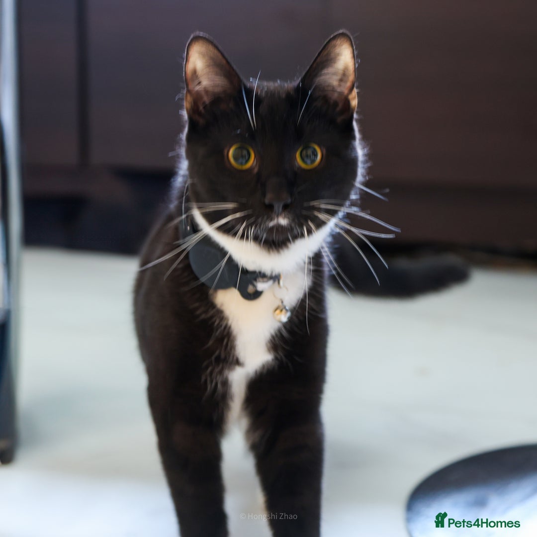 Domestic Shorthair cats for sale: Gentle Boy Cat Seeking Forever Family - Image 6