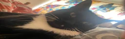 Ragdoll cats for sale: Panda  - Advert 10