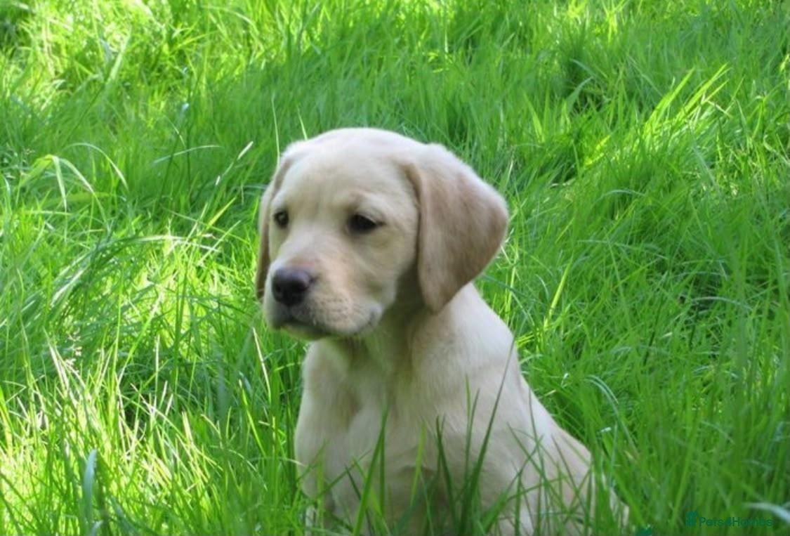Labrador Retriever dogs Ready to lev.Fetch labrador puppies - Advert 2