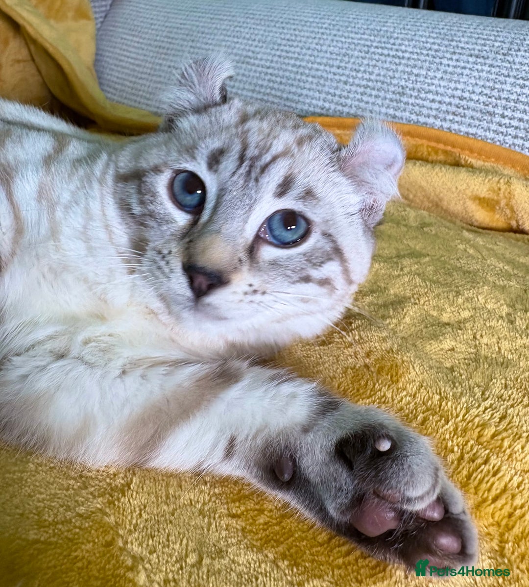 Savannah cats for sale: Breath taking wild looking girl  - Advert 26