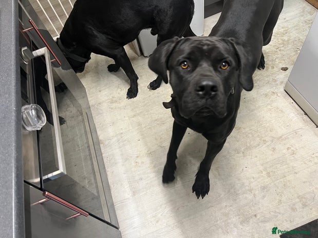 Cane Corso dogs - Advert 1