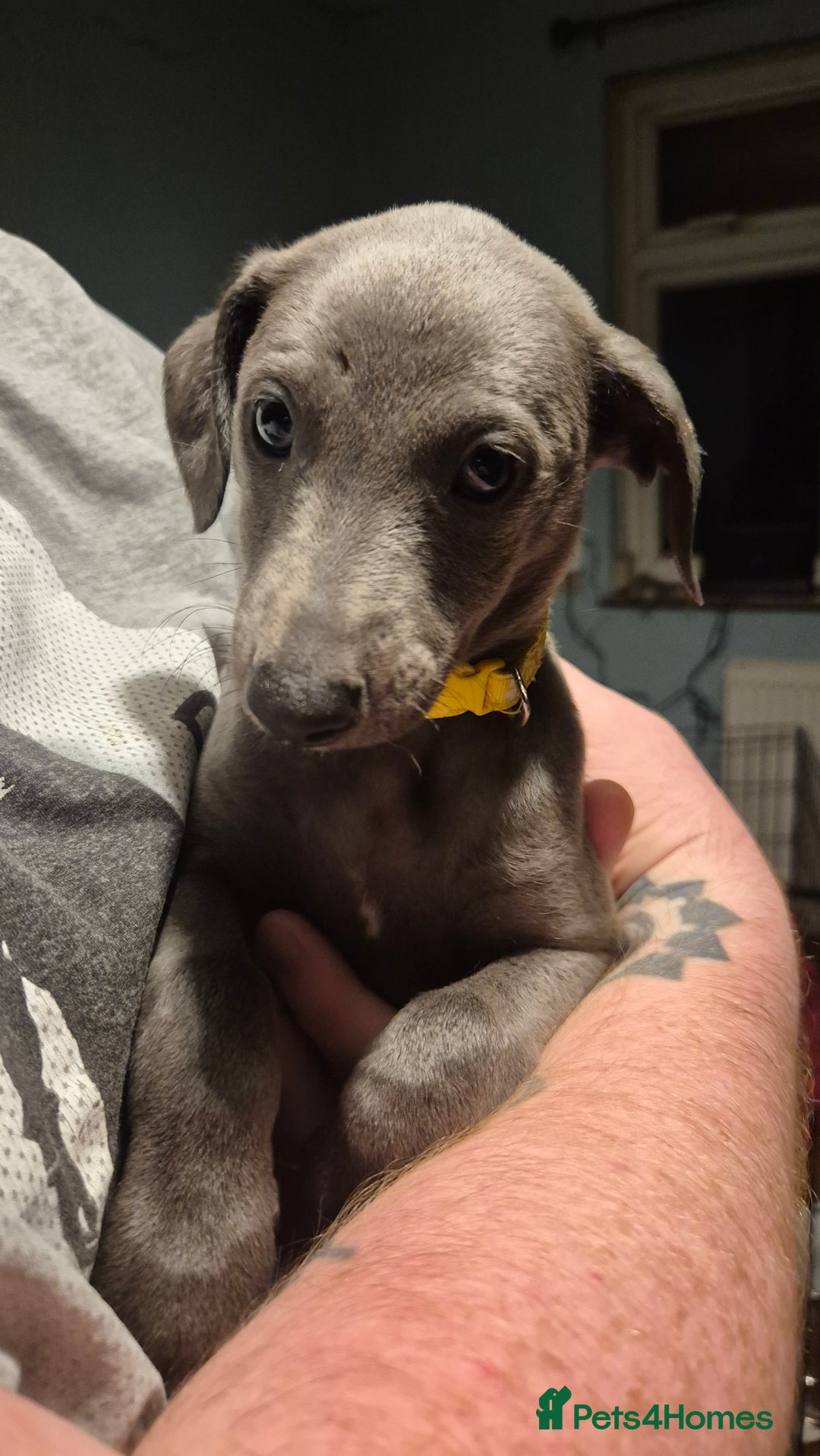 Mixed Breed dogs for sale: Greyhound lurcher cross - Advert 8