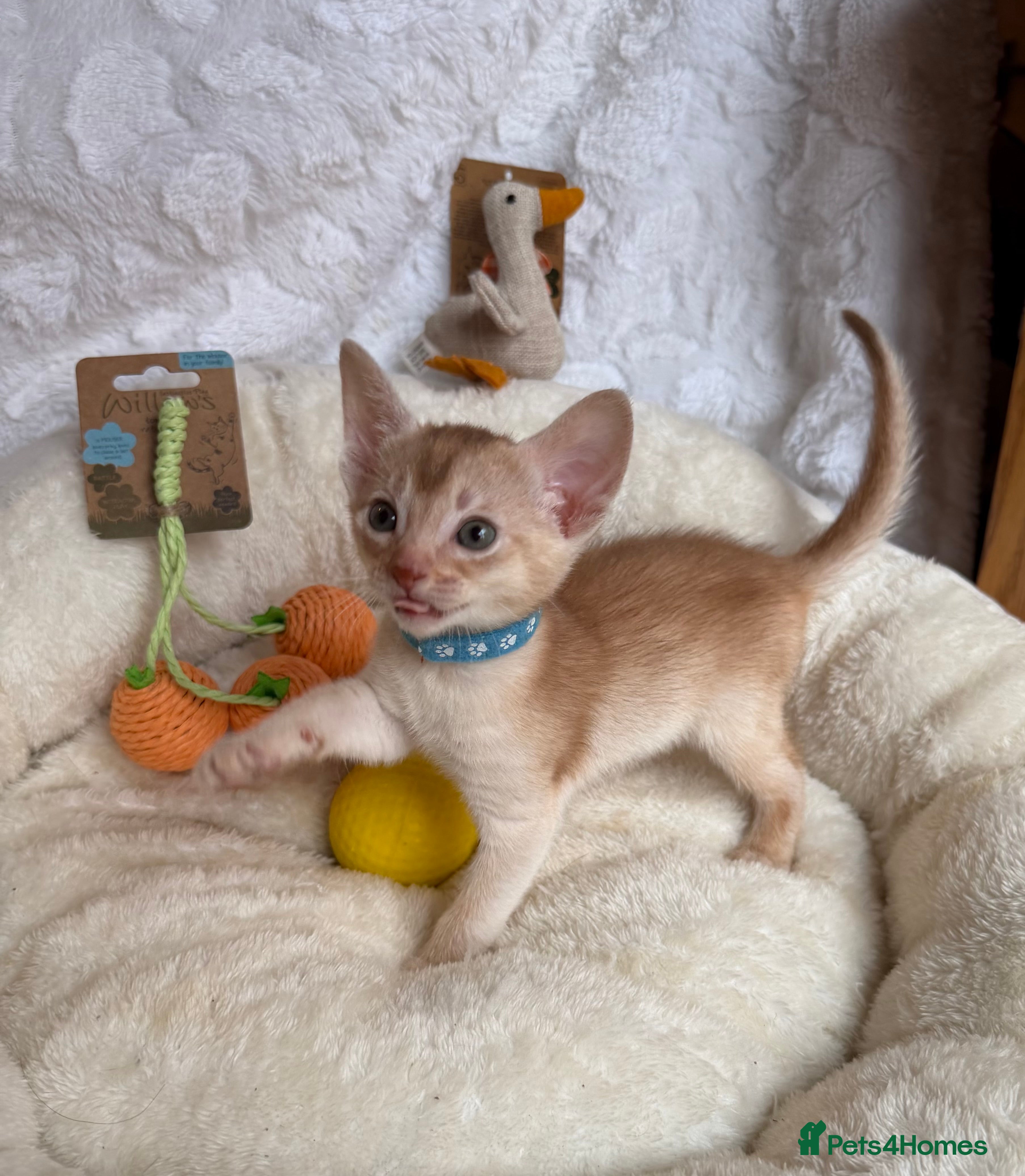 Abyssinian cats for sale: 🏆✨ CHAMPION Silver Cinnamon  Abyssinian  ✨🏆❤️ - Advert 32