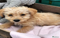 Labradoodle dogs for sale: Miniature Labradoodle puppies  - Image 9
