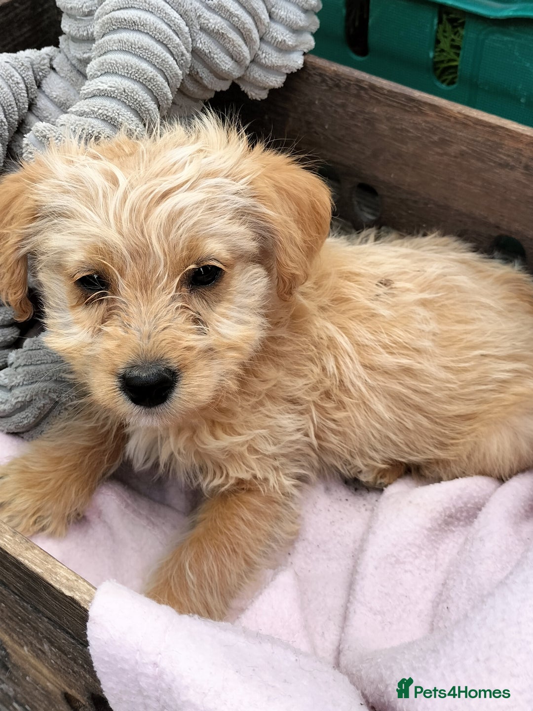 Labradoodle dogs for sale: Miniature Labradoodle puppies  - Image 9