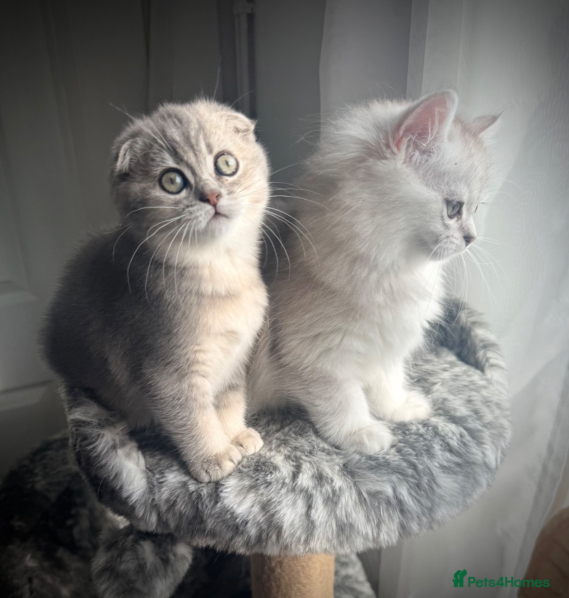 Scottish Fold cats 😻Stunning Scottish fold/straight kittens❤️😍😻 - Advert 1