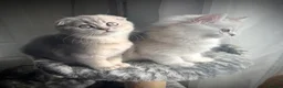 Scottish Fold cats for sale: 😻Stunning Scottish fold/straight kittens❤️😍😻 - Advert 9