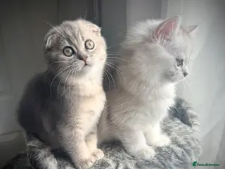 Scottish Fold cats 😻Stunning Scottish fold/straight kittens❤️😍😻 - Advert 1