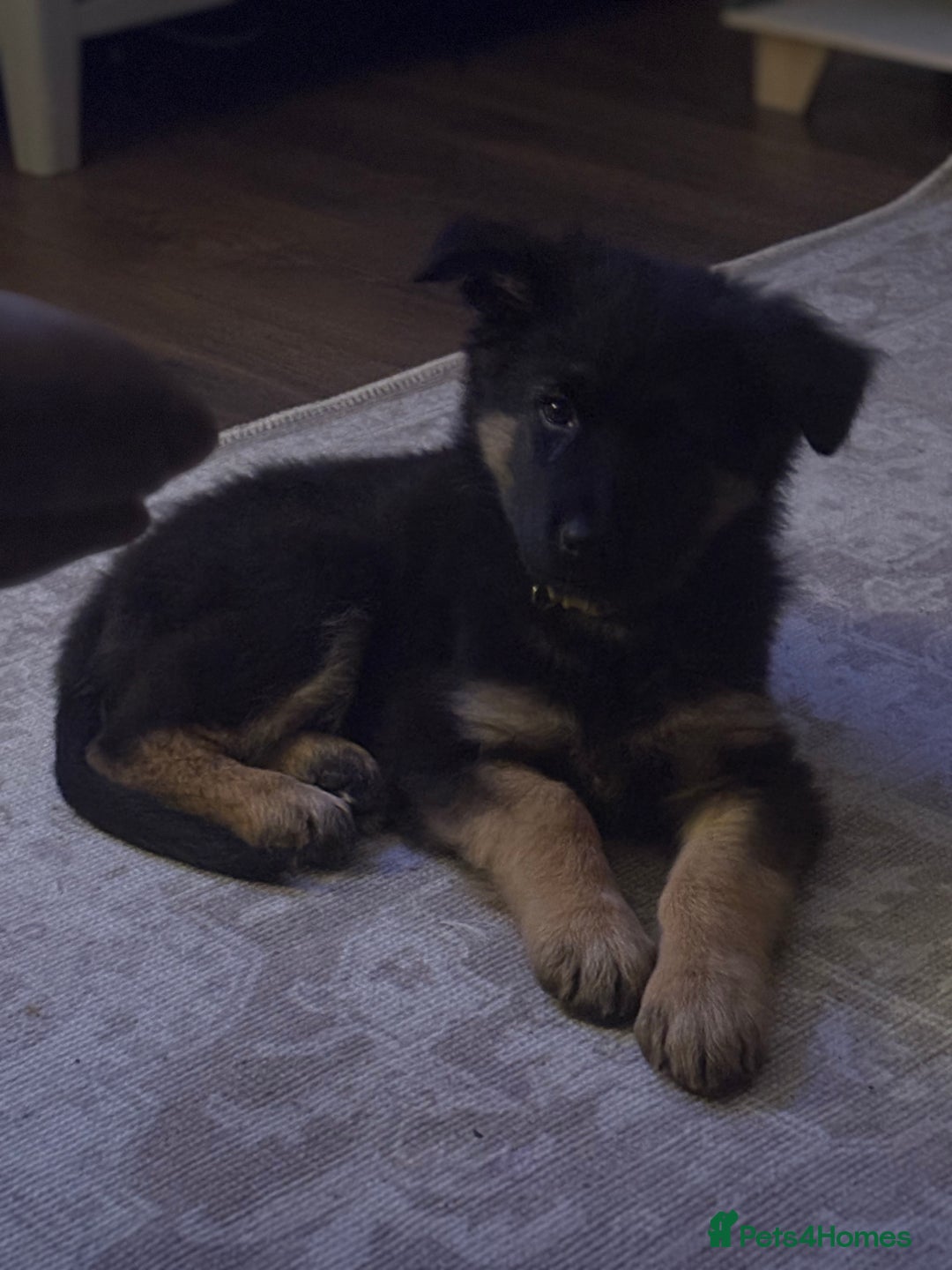 German Shepherd dogs for sale: German shepherd female  - Advert 9