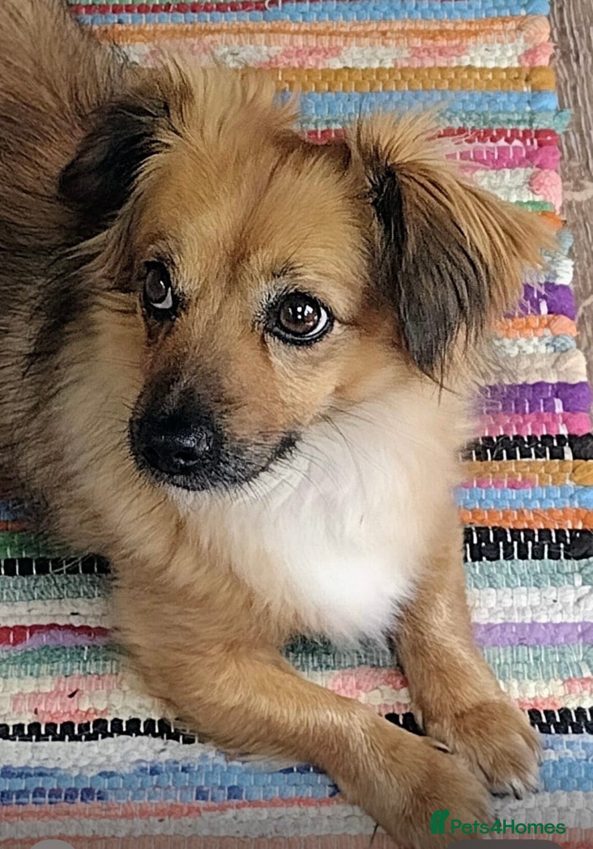 Mixed Breed dogs Little Amber is waiting patiently for her new home - Advert 1